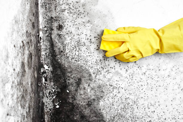 Best Water Damage Restoration  in Hoopa, CA