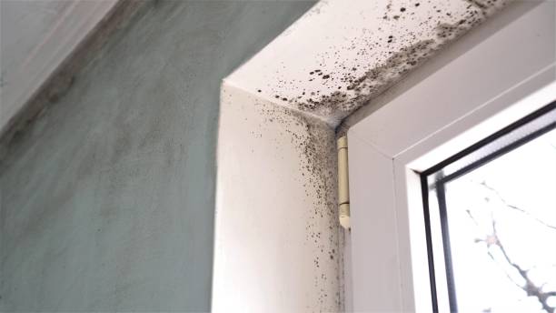 Best Mold Remediation  in Hoopa, CA
