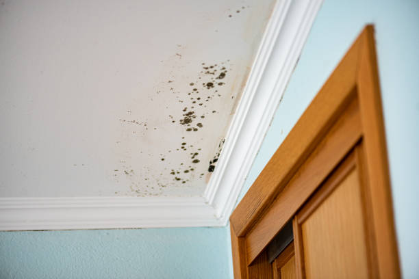 Best Mold Testing  in Hoopa, CA