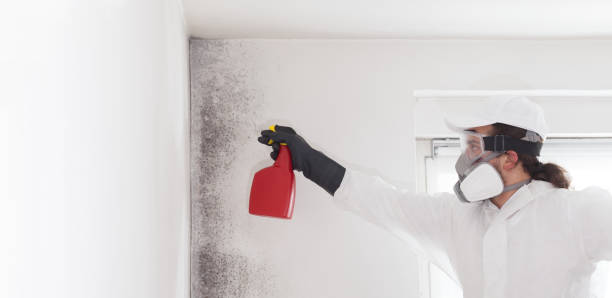 Best Mold Remediation  in Hoopa, CA