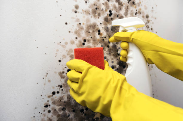 Best Best Mold Removal Companies  in Hoopa, CA