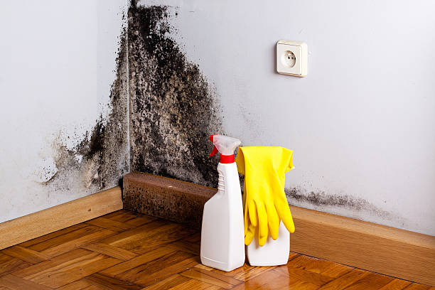 Best Mold Removal Company Near Me  in Hoopa, CA