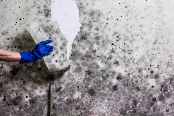 Best Emergency Mold Removal  in Hoopa, CA