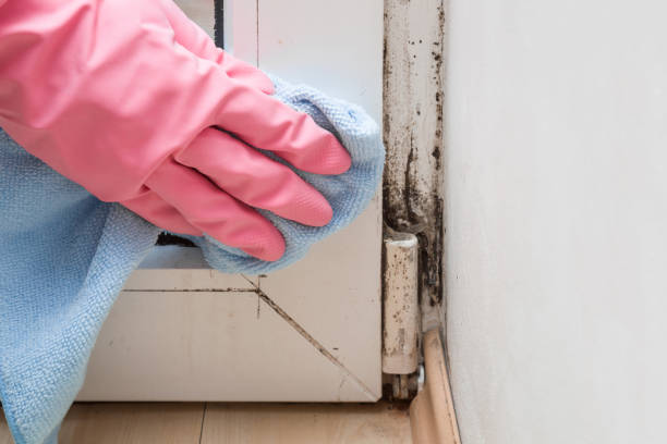 Best Home Mold Removal  in Hoopa, CA