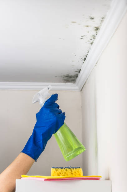 Best Best Mold Removal Companies  in Hoopa, CA